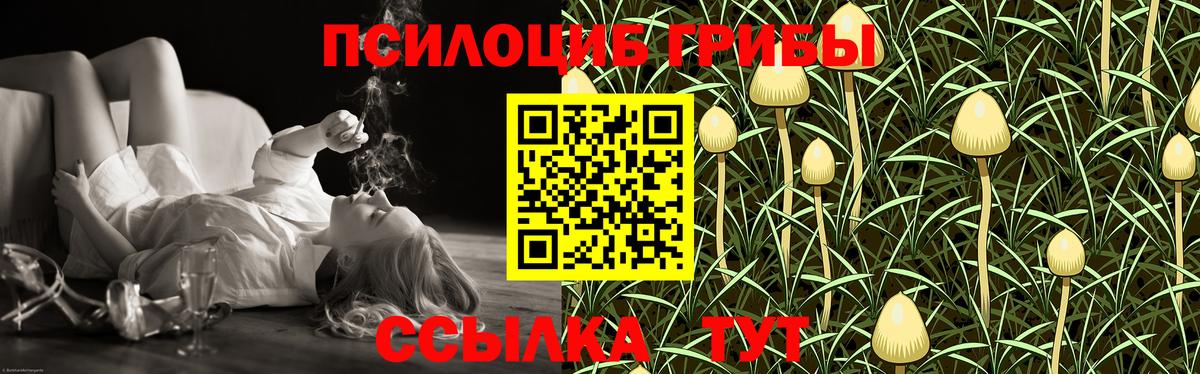 Псилоцибиновые грибы Psilocybe Сосновоборск